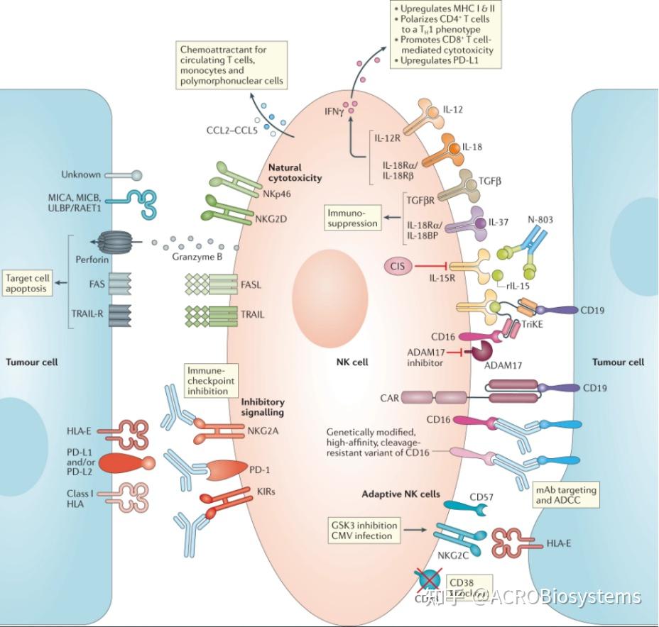 Nk细胞表面免疫检查点受体kirs知多少 知乎