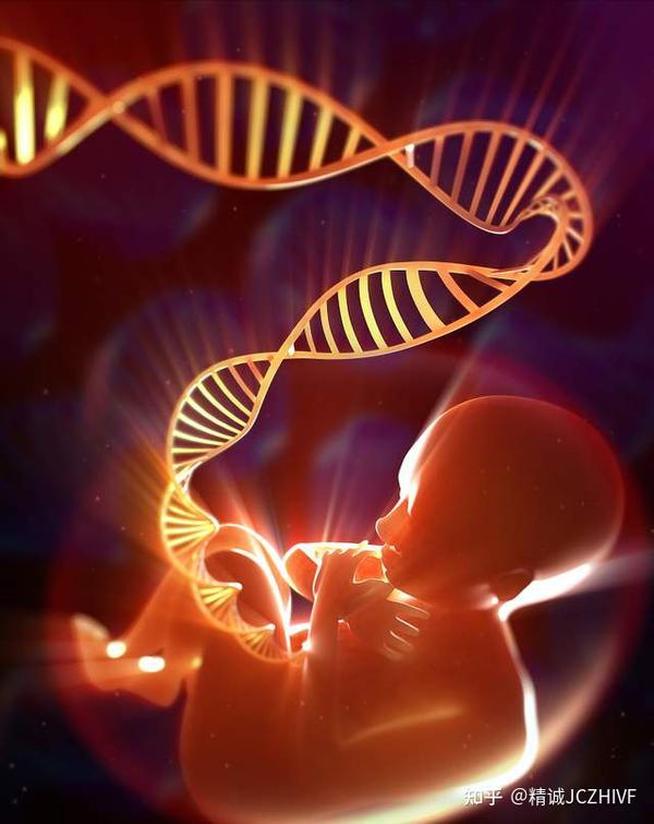 什么是双子宫？双子宫可以怀孕吗？ - 知乎
