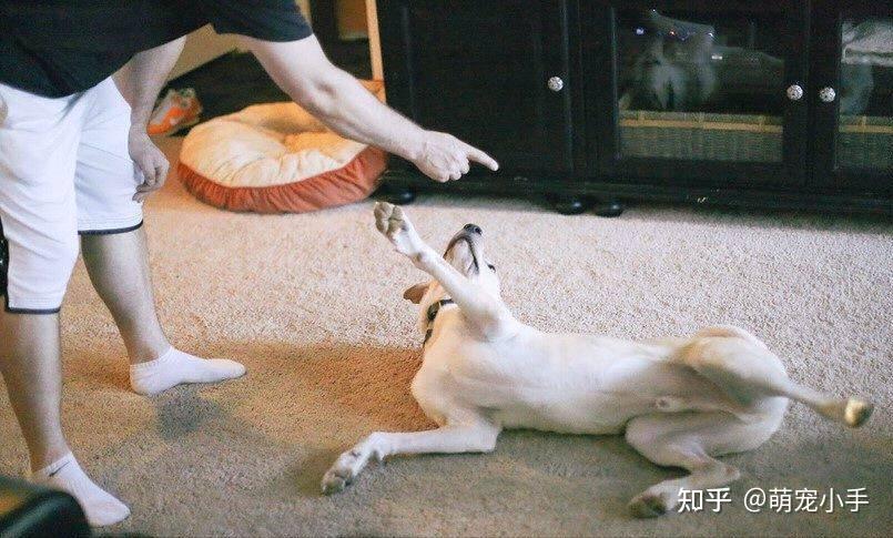 养狗久了才知道,狗狗见到你就“躺下打滚”,是有这些信号 - 知乎