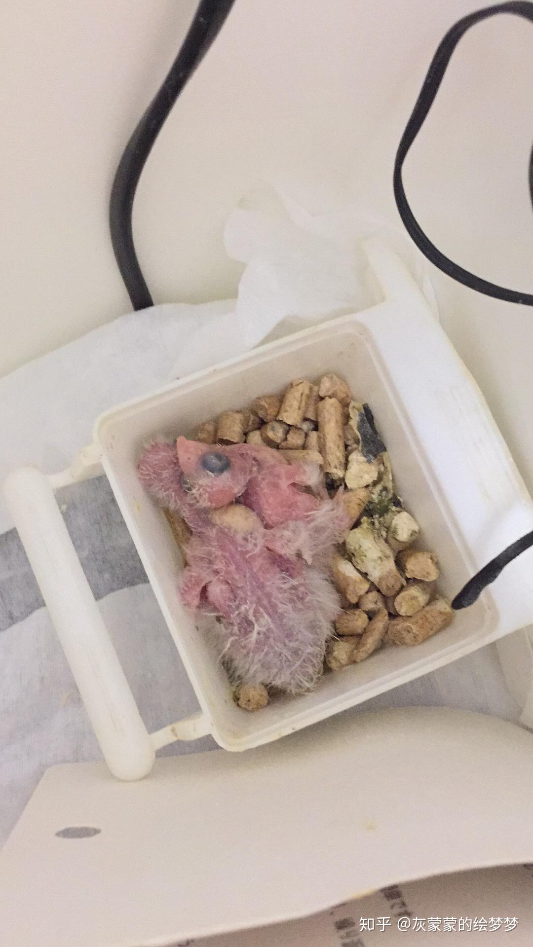 小和尚鹦鹉的手养过程