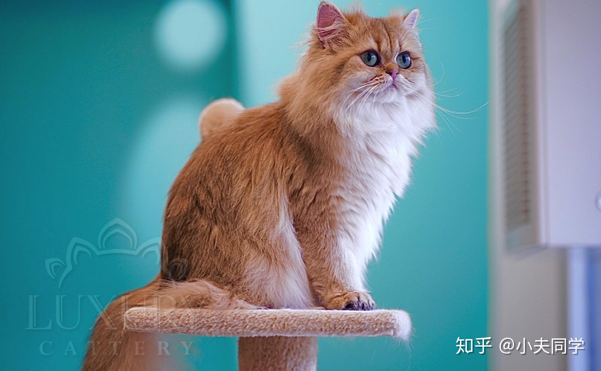 异国长毛猫AMYWORKS2019.1.2拍摄于河南郑州|摄影|宠物摄影|AMYWORKS赛猫摄影 - 原创作品 - 站酷 (ZCOOL)