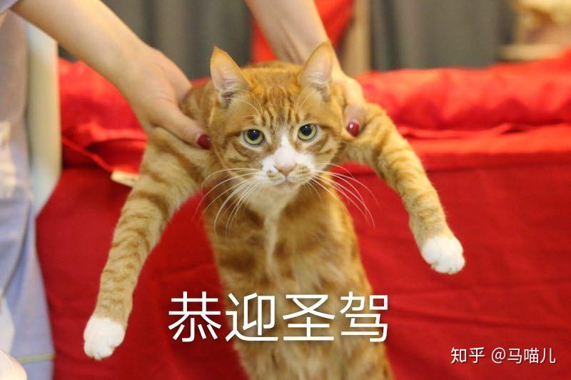 养橘猫不胖是种什么体验