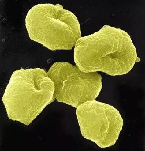 生物进化中的飞跃——内共生:当细胞成为细胞器 - 知乎