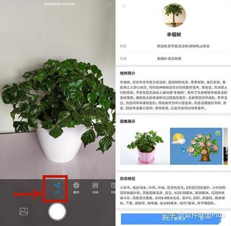 方法:打开【扫一扫】—滑动找到【识物】—对准植物进行拍摄即可了解