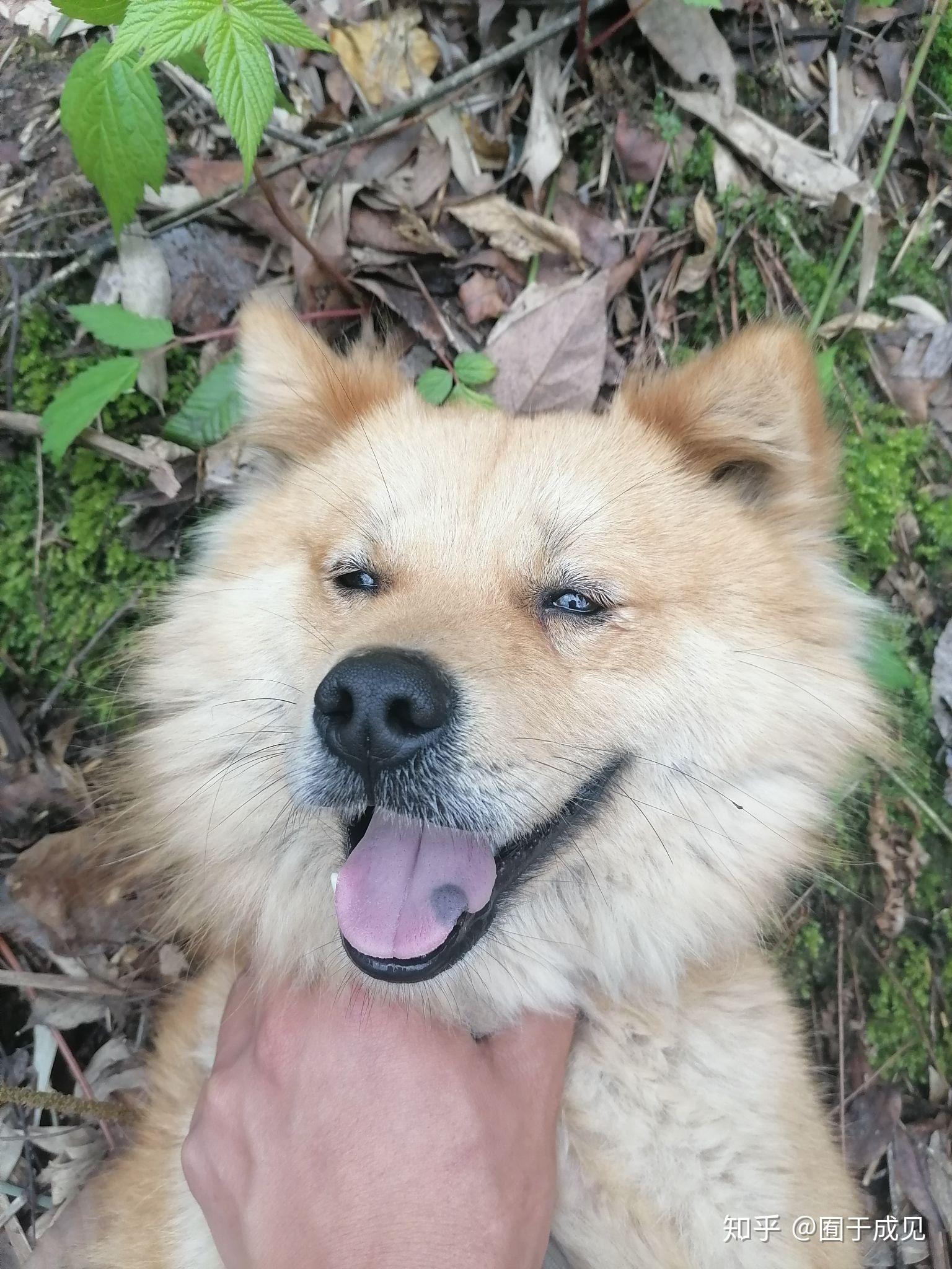 正宗的中华田园犬到底长什么样? - 知乎