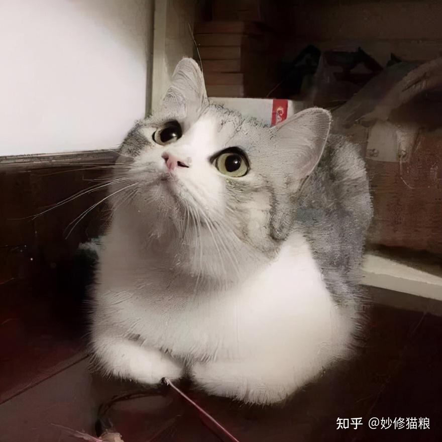 猫咪为什么喜欢揣手手？养猫多年的你，未必知道 - 知乎