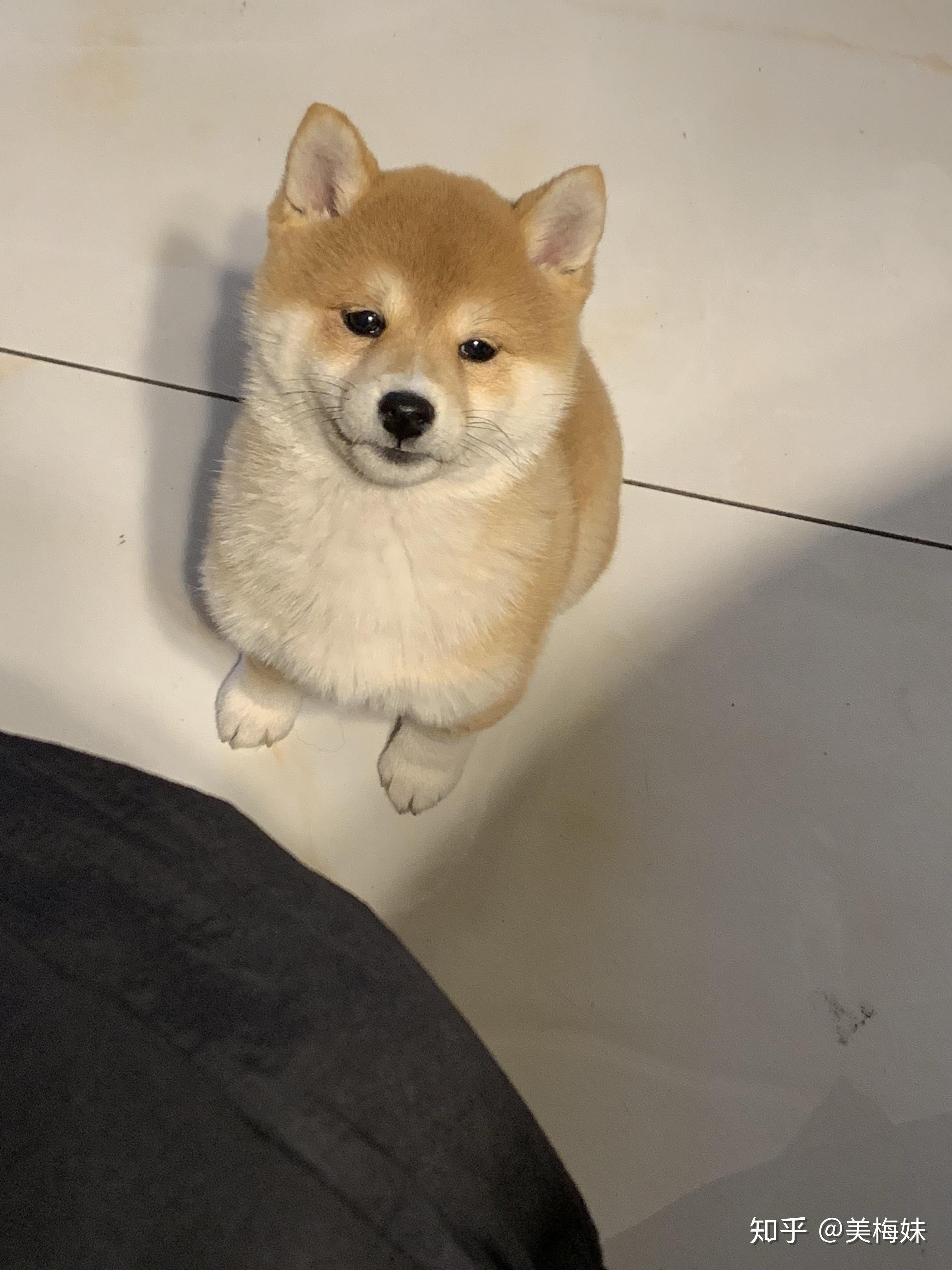 请问这是柴犬吗?3个月.