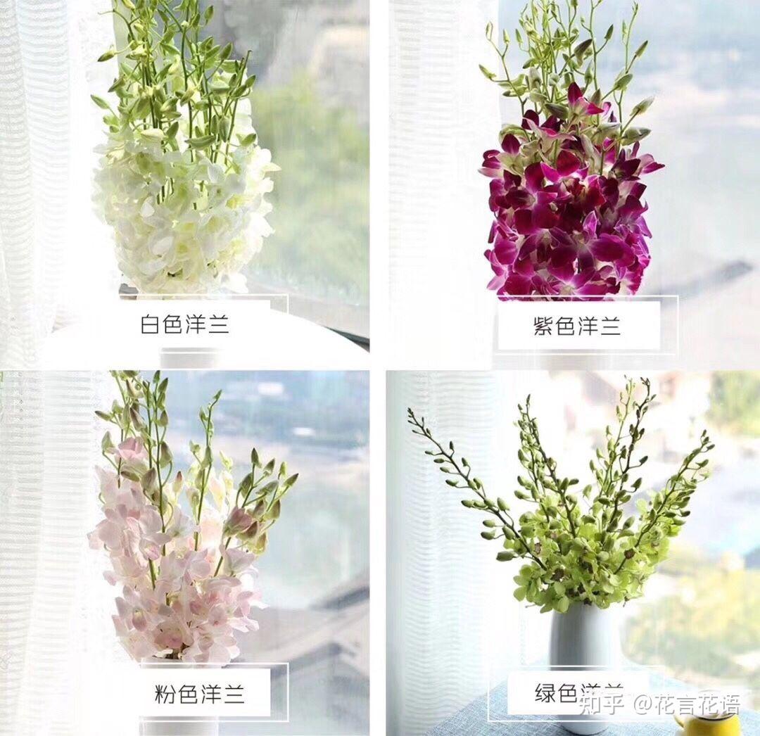 洋兰的花语:倾慕,威严,雍容华贵和奥雅优美.