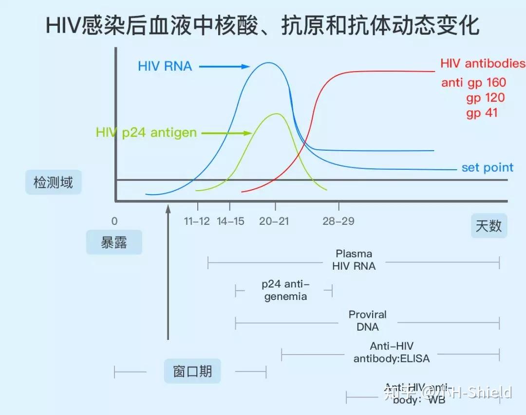 About the HIV antibody test | Chugoku-Shikoku Regional AIDS Center