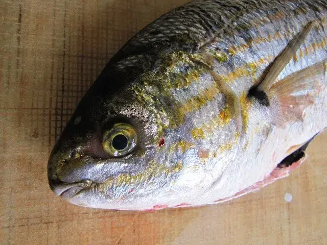 事实上,ichthyoallyeinotoxism来自于叉牙雕平时吃的蕨藻,即"致幻鱼毒