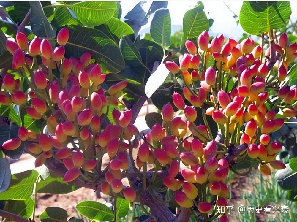 在我国,开心果产地主要分布在新疆地区.