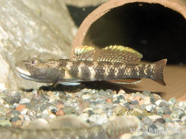 中国原生鱼 吻虾虎鱼图鉴 子陵吻虾虎 立欧网