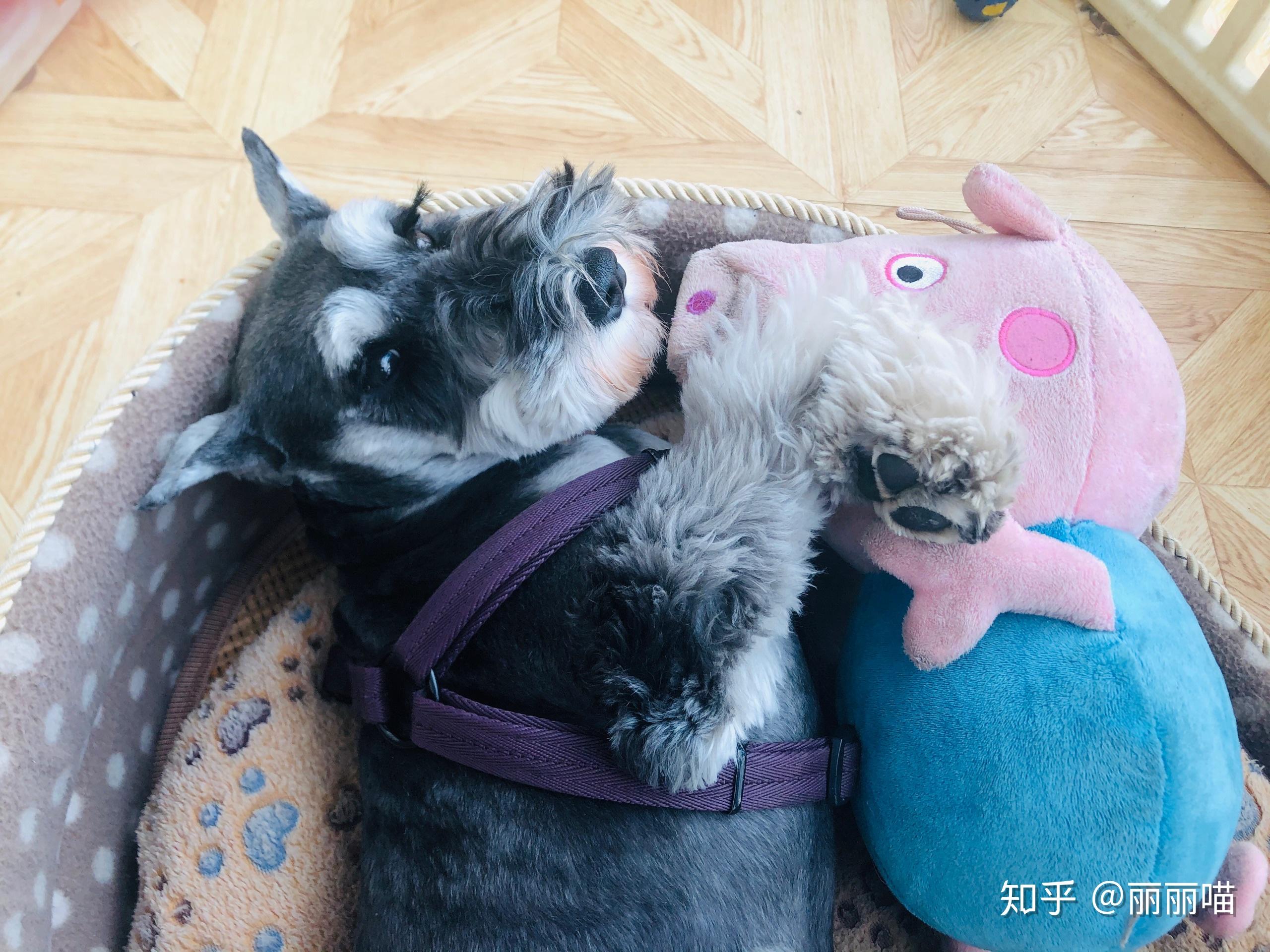 柯基和雪纳瑞,作为新手哪个好一点呀!