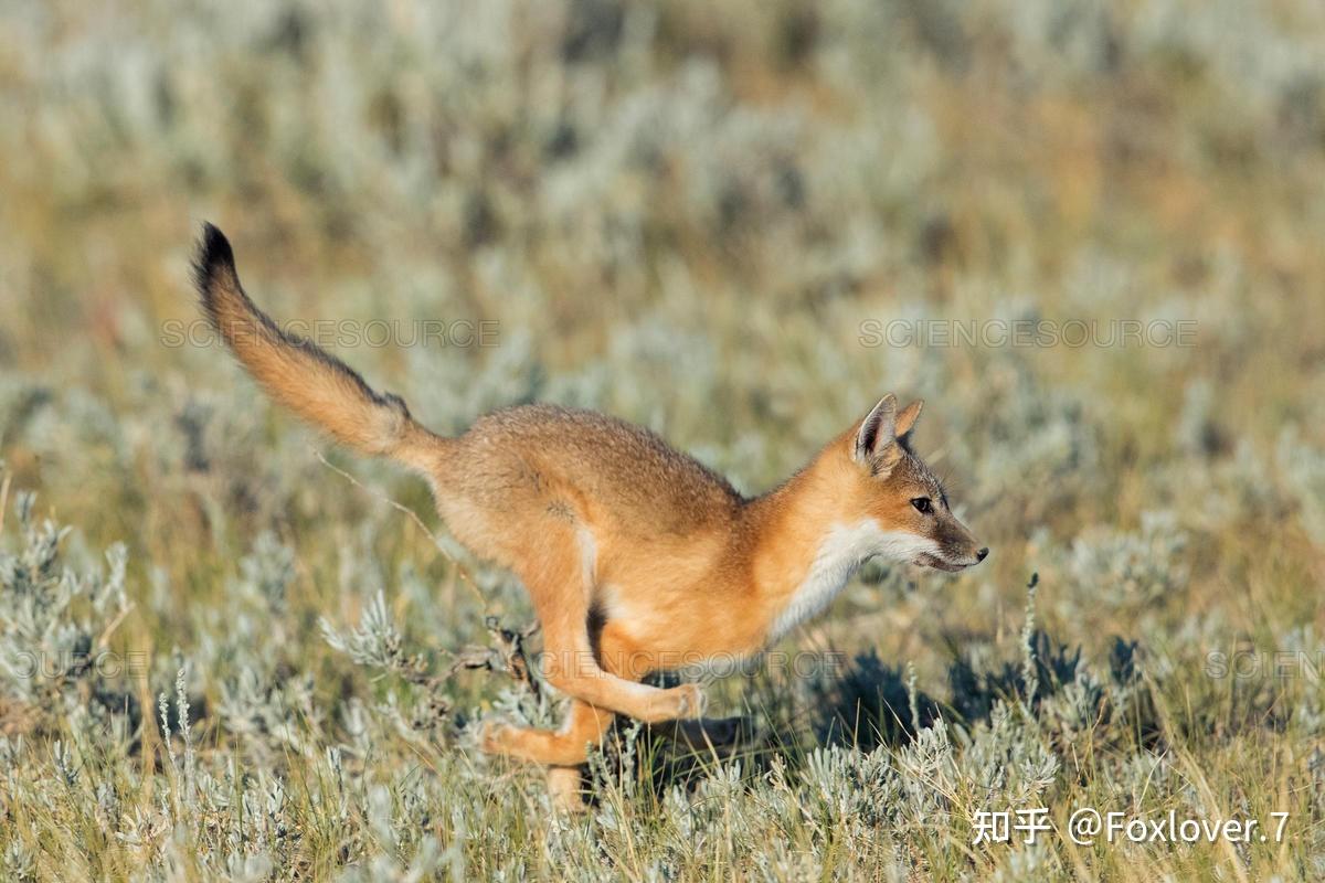 是一种小型狐狸,比赤狐更瘦小苗条.