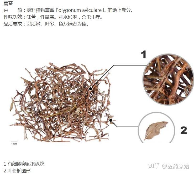 扁蓄性状鉴别图片