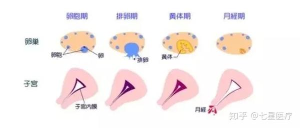 症状 排卵 日