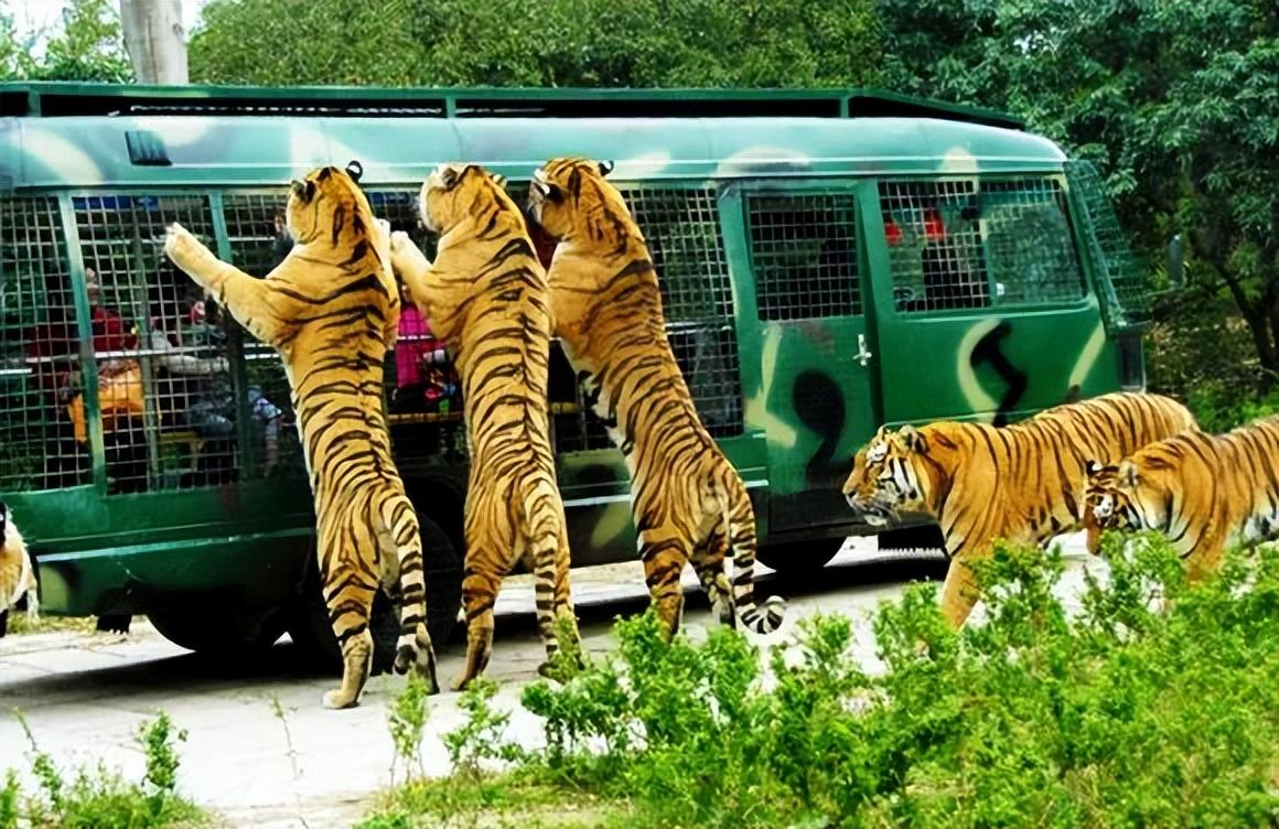 國諮說法最高可判15年觀光車側翻致兩人死蘭州野生動物園涉重大責任