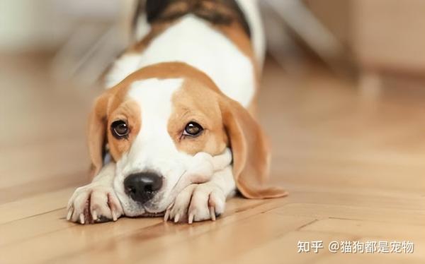 原来狗狗这6种行为,是在“道歉”,别不明白 - 知乎