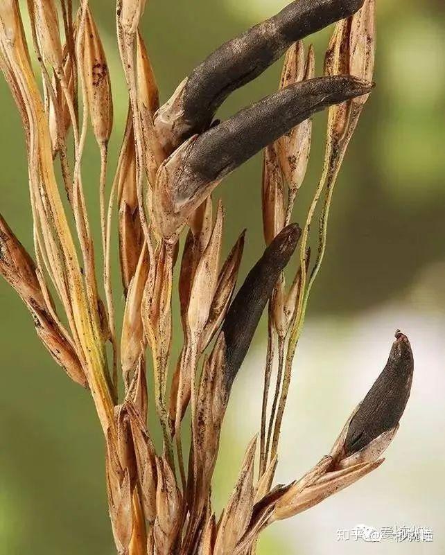 使人产生幻觉的麦角菌