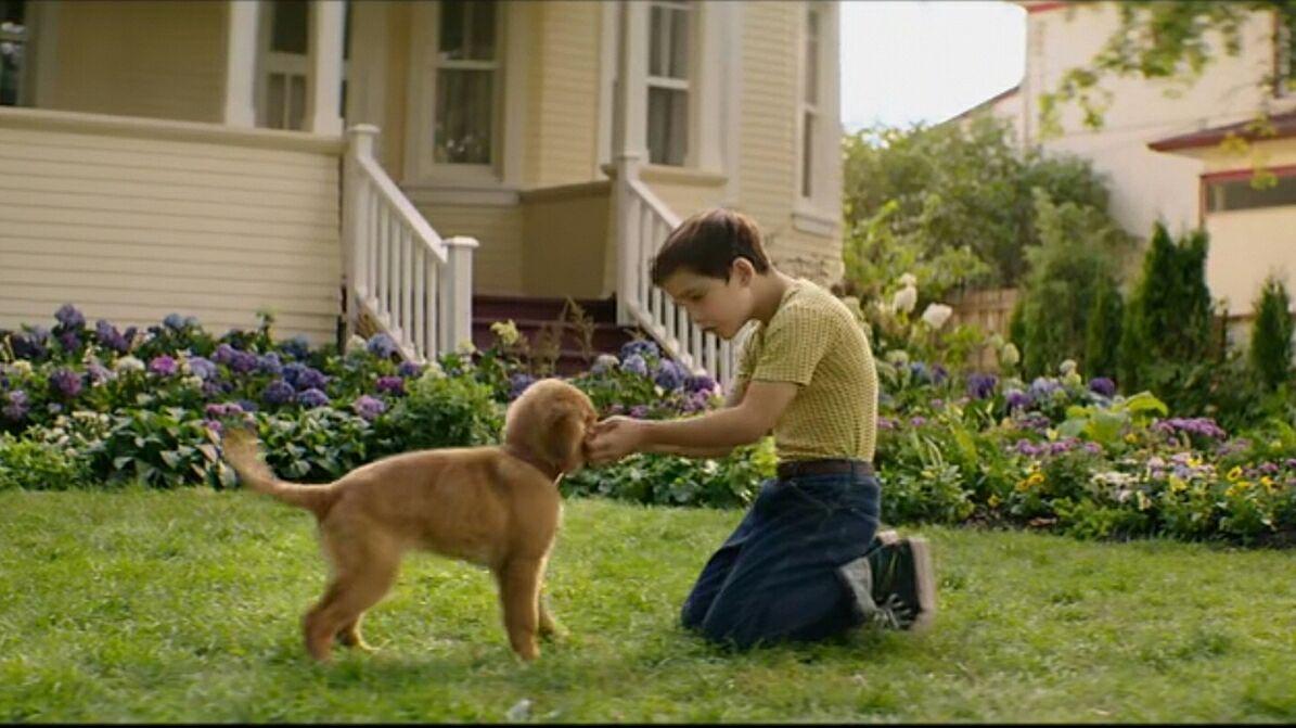 一条狗的使命告诉我们你若不离不弃我必生死相依