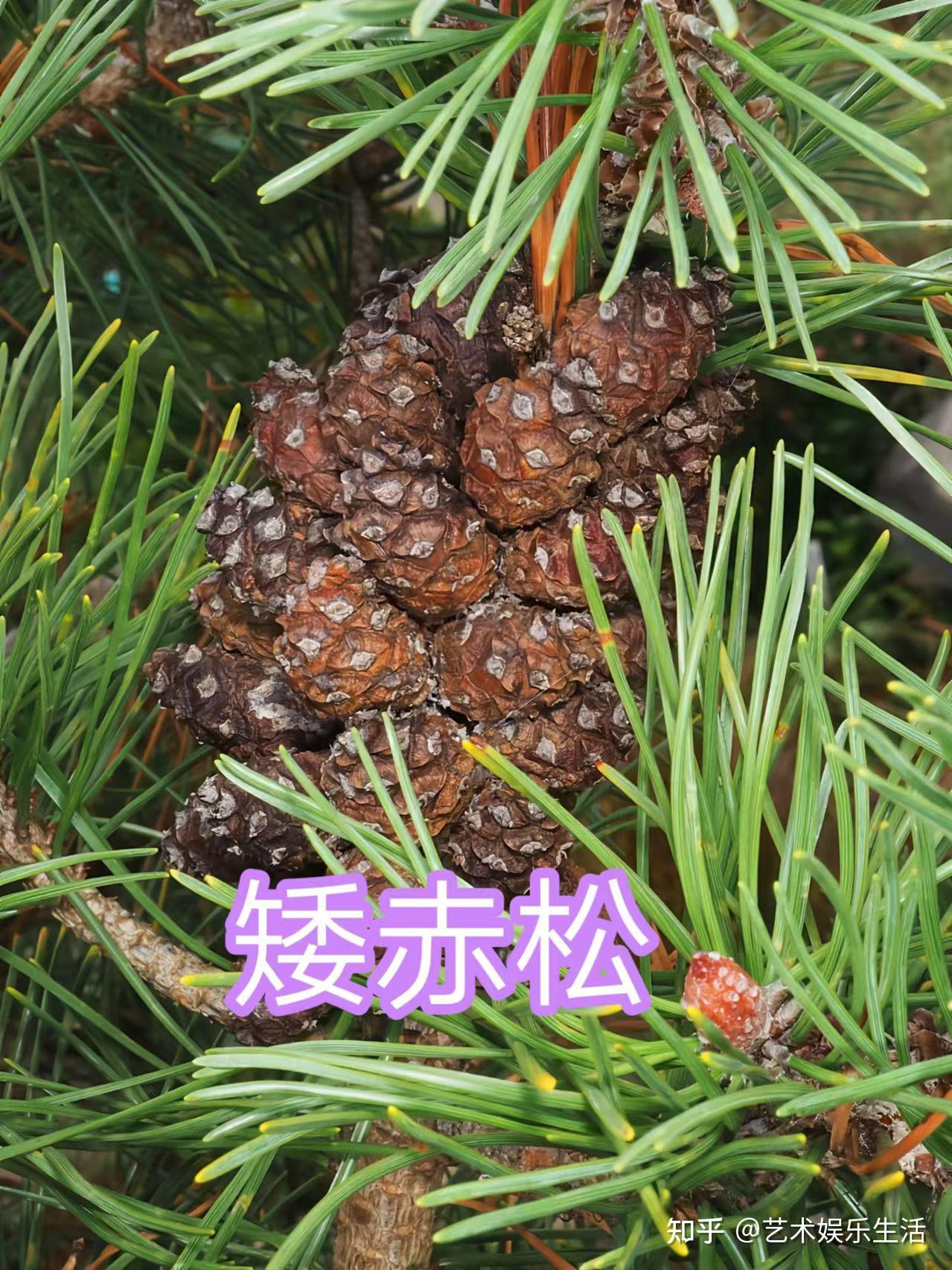 215种松科植物,最长寿的狐尾松已经活了4800岁 - 知乎