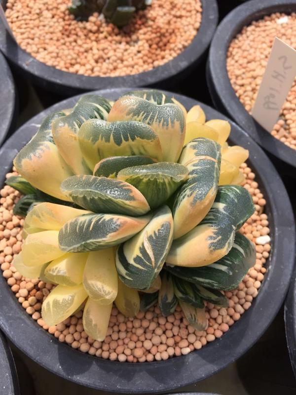 多肉界的王思聪,你见过几种?