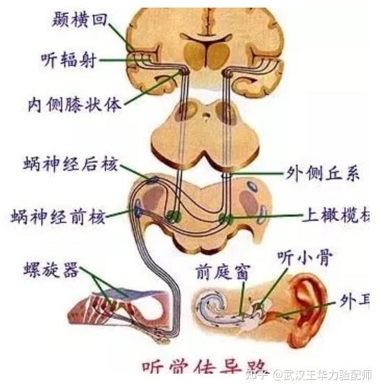 听觉神经系统的结构和功能 - 知乎