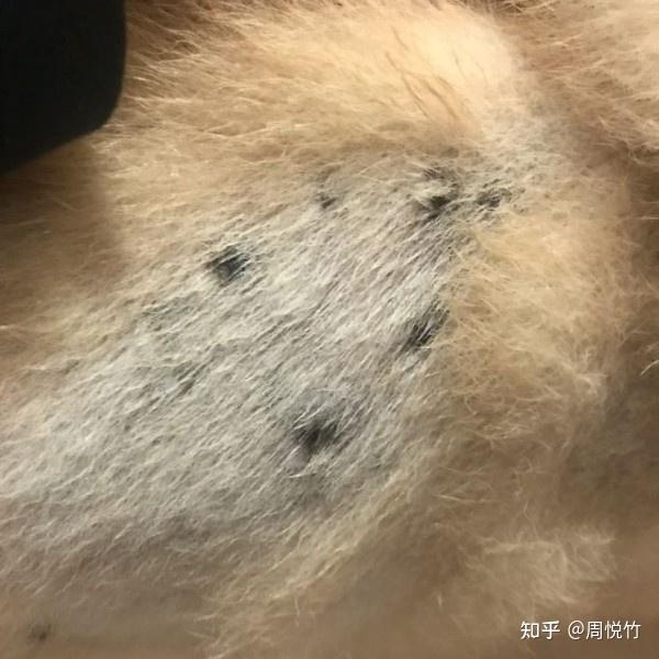 狗狗肚子上长黑斑是怎么回事 - 知乎