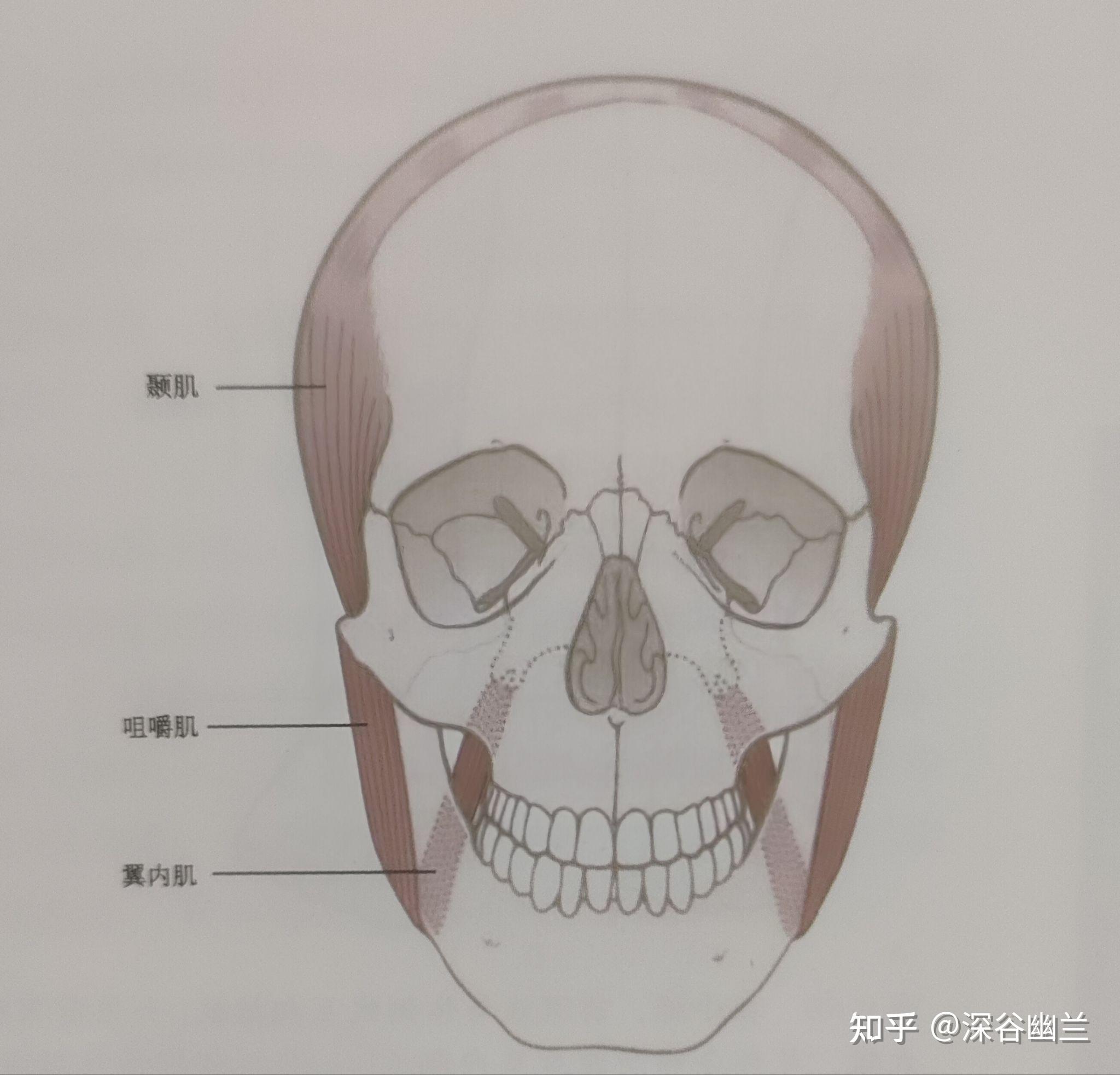肌筋膜经线之前深线 - 知乎