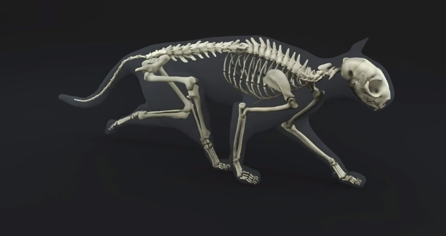 猫猫骨折!手术康复全纪录