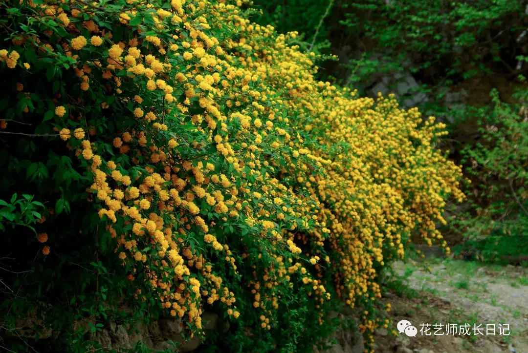 植物壁纸温暖如阳棣棠花