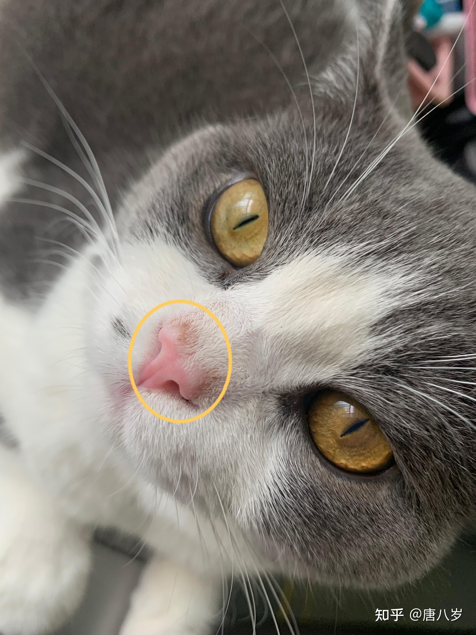 猫猫鼻子上长了脏脏的东西是什么病吗?
