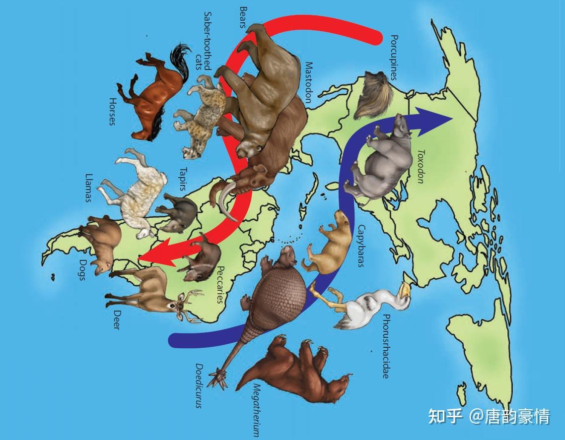 出了完全短颌的南方乳齿象(notiomastodon)和居维叶象(cuvieronius)