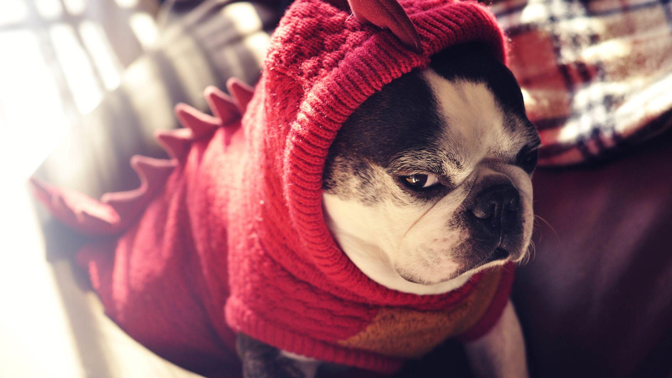 有哪些有趣的电脑壁纸值得分享?