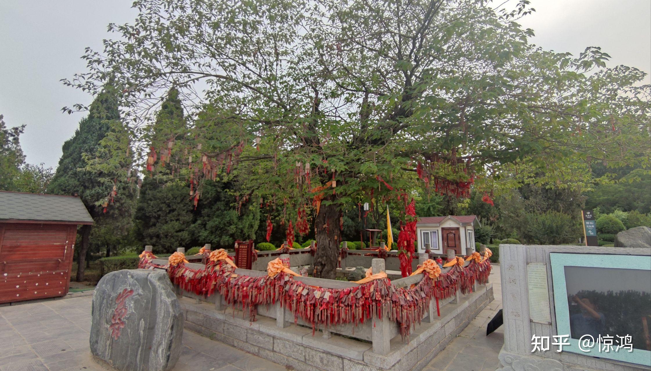 老子故里,那棵2500年前的楮树 - 知乎