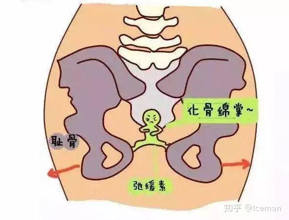 耻骨联合分离 产后难以言语的痛 知乎