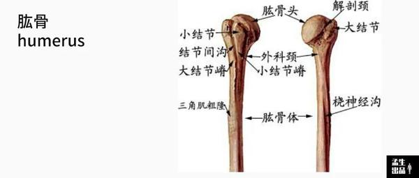 肩关节肌骨解剖学——第三讲 肱骨