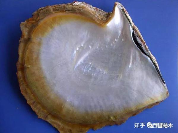 螺钿片取自螺蚌等贝类的壳.