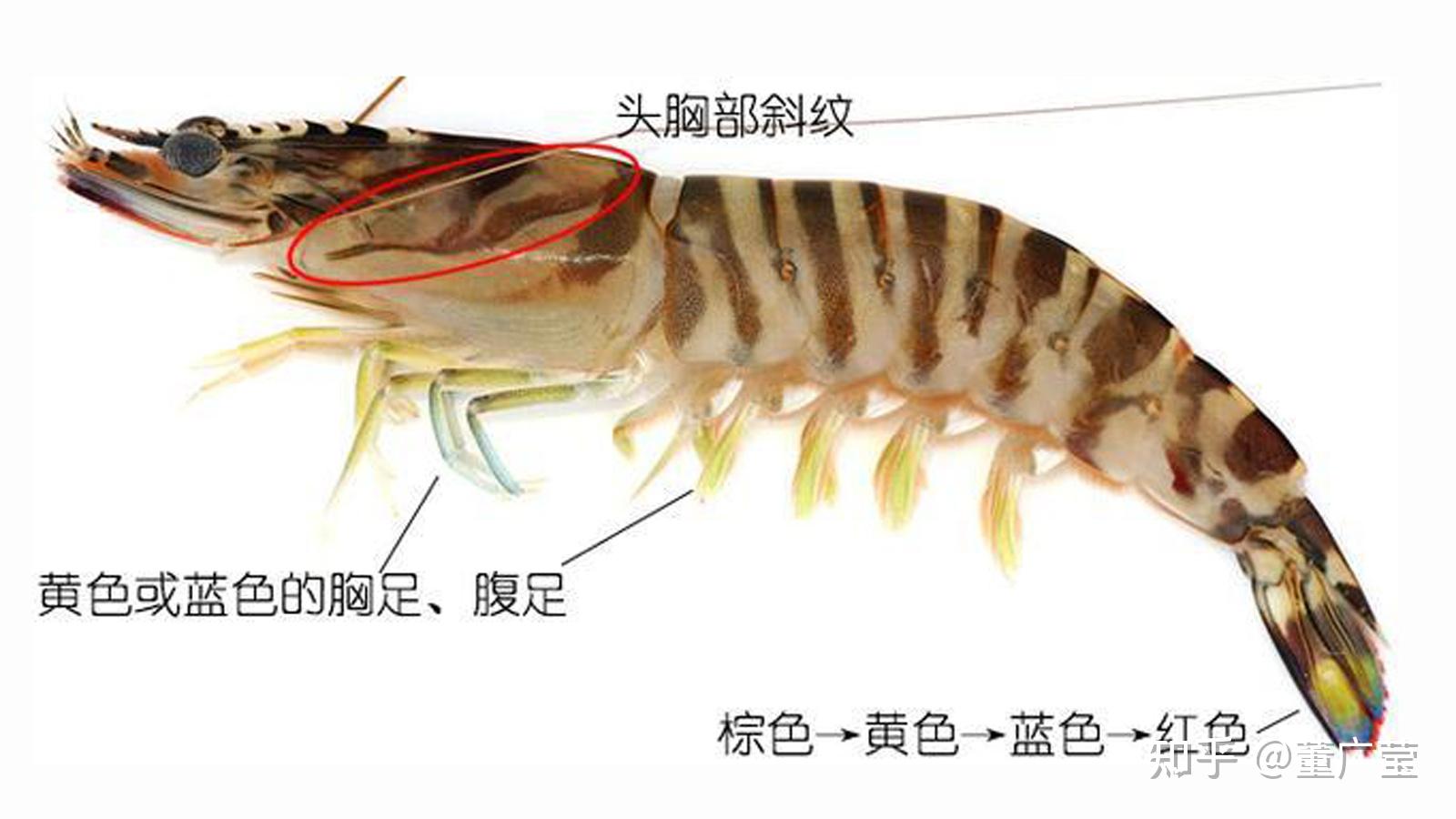 虾的种类有哪些?25种常见虾,河虾海虾哪种最好吃?你吃过哪几种?
