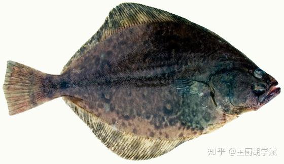 1067:鲽鱼?比目鱼?龙利鱼?都是什么鱼?有什么区别? - 知乎