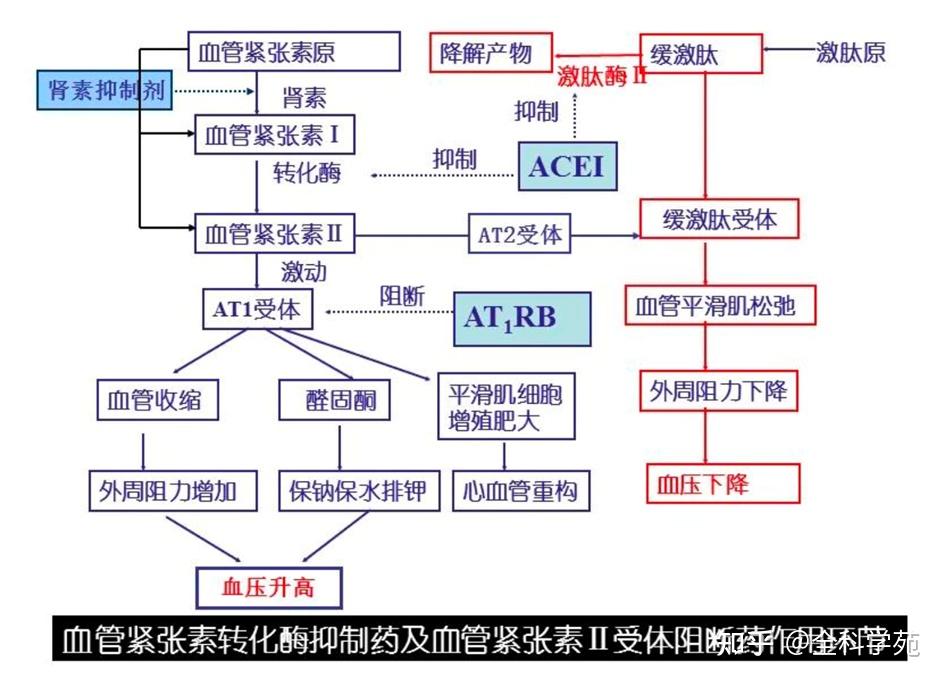 抗高血压药物及作用机制 - 知乎