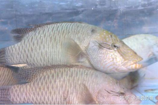 怎么才能快速解锁稀有鱼 v2-4a127370268ae89de7c598c79c0d5786_r.jpg