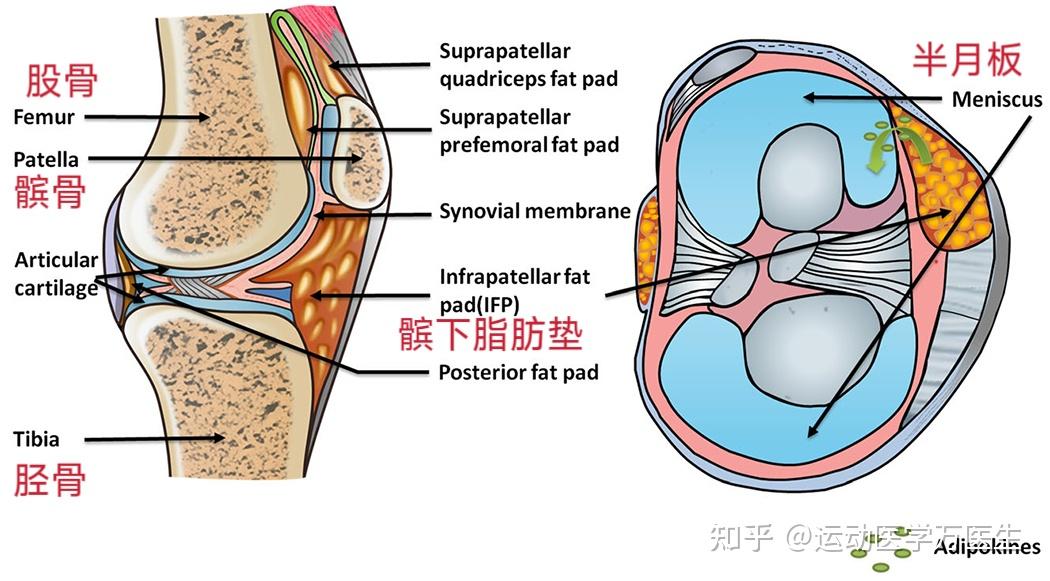 髌下脂肪垫 解剖图片