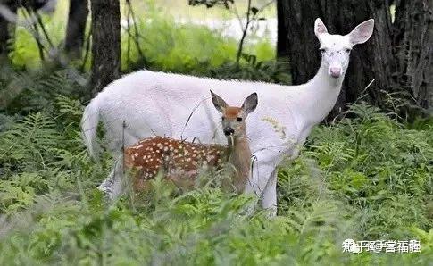 这60种动物,你可能一个都没见过! - 知乎