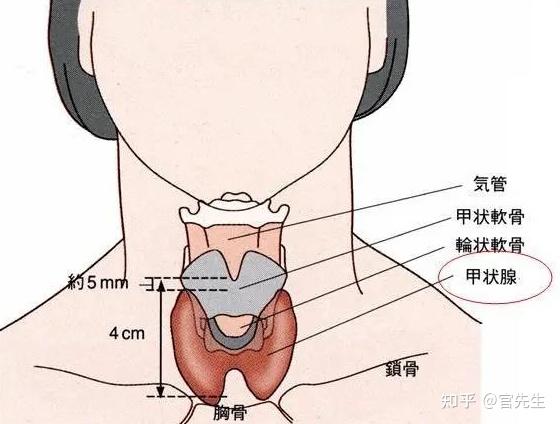 手把手教你看懂甲状腺彩超报告单！