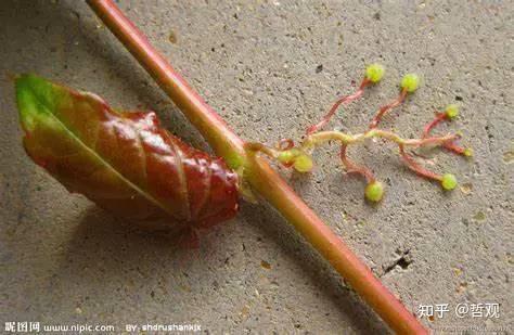 【植物学笔记】植物的适应性 - 知乎