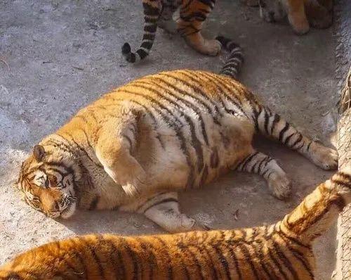 六盘山拍到一只巨胖的豹子这是好事儿么