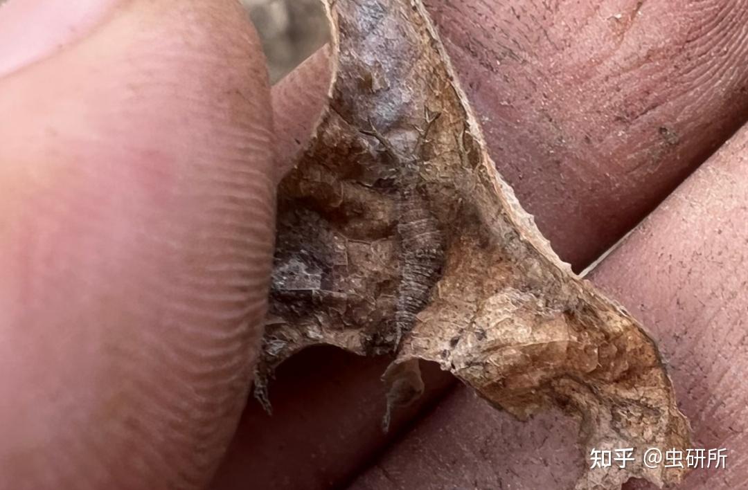 秦岭野采躲了一冬天的毛毛虫都藏哪了