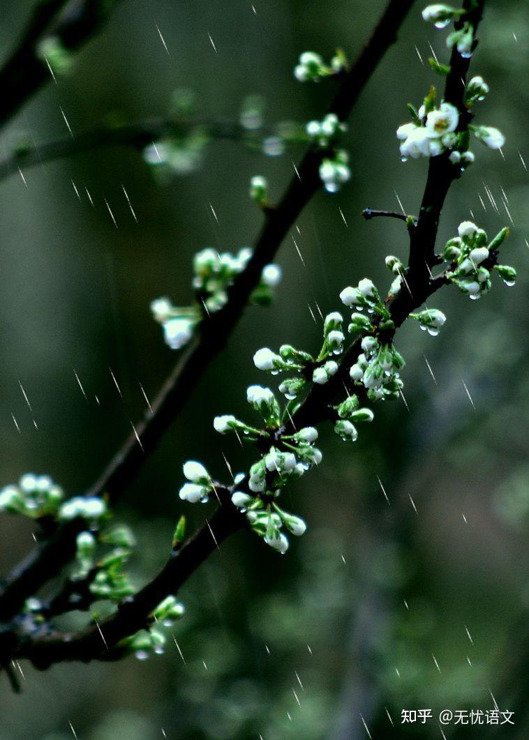 沾衣欲湿杏花雨