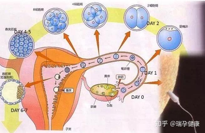 揭秘胚胎移植后的关注热点一hcg翻倍的解读